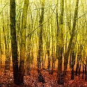 arbre 05_03_11n01